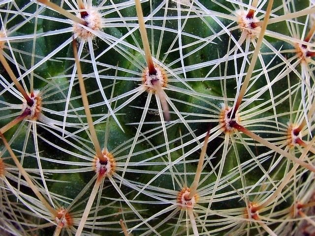 Thelocactus _conothelos _ssp.argenteus _SB311_ 03